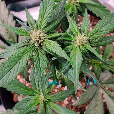 BlackBerry (63 day) Auto (Topped) growlog timeline photo