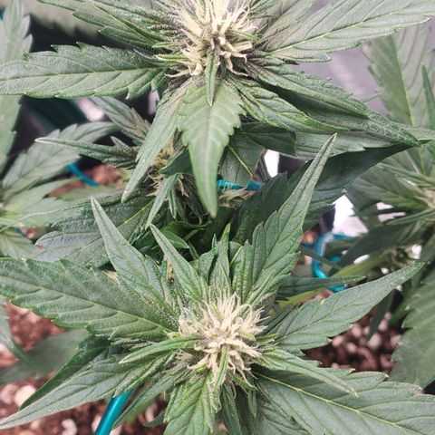 BlackBerry (63 day) Auto (Topped) growlog timeline photo