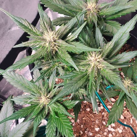 BlackBerry (63 day) Auto (Topped) growlog timeline photo