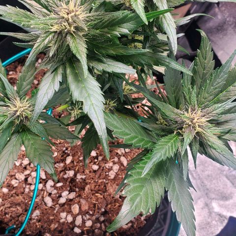 BlackBerry (63 day) Auto (Topped) growlog timeline photo