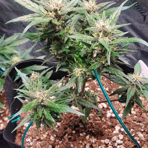 BlackBerry (63 day) Auto (Topped) growlog timeline photo