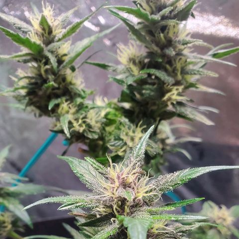 BlackBerry (63 day) Auto (Topped) growlog timeline photo