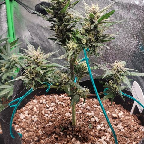 BlackBerry (63 day) Auto (Topped) growlog timeline photo