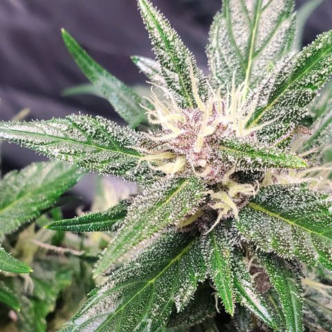 BlackBerry (63 day) Auto (Topped) growlog timeline photo