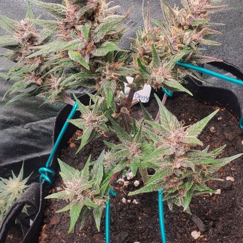 BlackBerry (63 day) Auto (Topped) growlog timeline photo