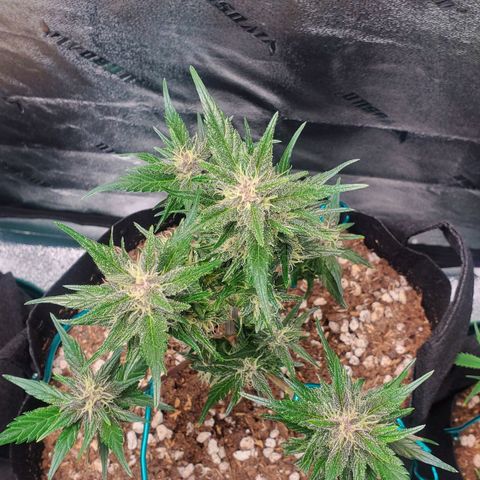 BlackBerry (63 day) Auto (Topped) growlog timeline photo