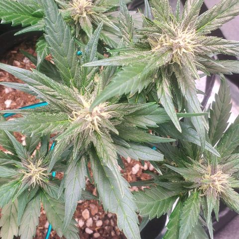 BlackBerry (63 day) Auto (Topped) growlog timeline photo