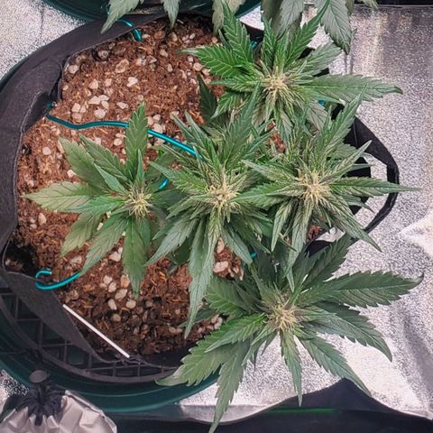 BlackBerry (63 day) Auto (Topped) growlog timeline photo
