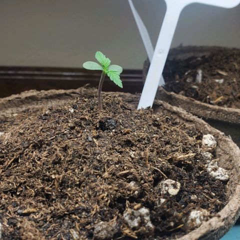 Blackberry (63 day) Auto (Not Topped) growlog timeline photo