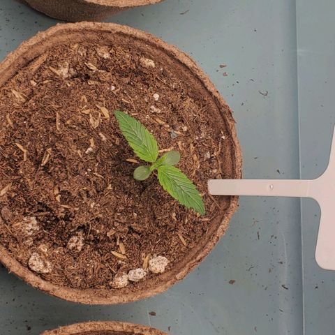 Blackberry (63 day) Auto (Not Topped) growlog timeline photo