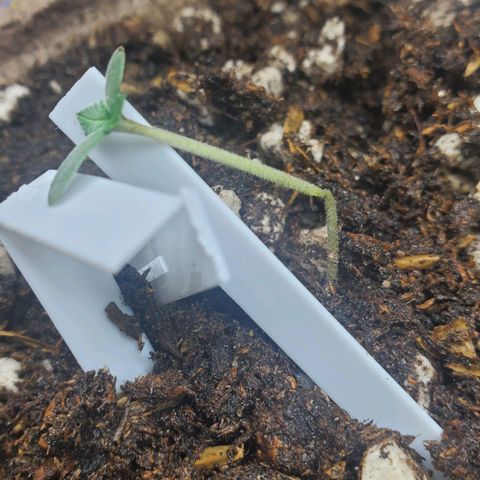 Blackberry (63 day) Auto (Not Topped) growlog timeline photo