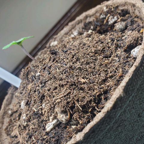 Blackberry (63 day) Auto (Not Topped) growlog timeline photo