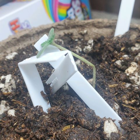 Blackberry (63 day) Auto (Not Topped) growlog timeline photo