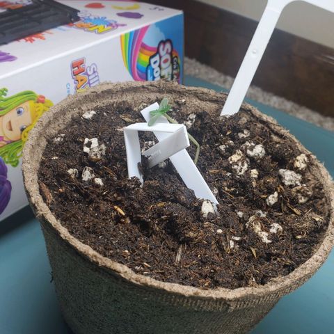 Blackberry (63 day) Auto (Not Topped) growlog timeline photo