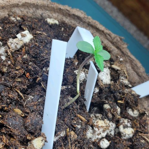 Blackberry (63 day) Auto (Not Topped) growlog timeline photo