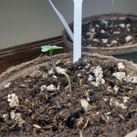 Blackberry (63 day) Auto (Not Topped) growlog timeline photo
