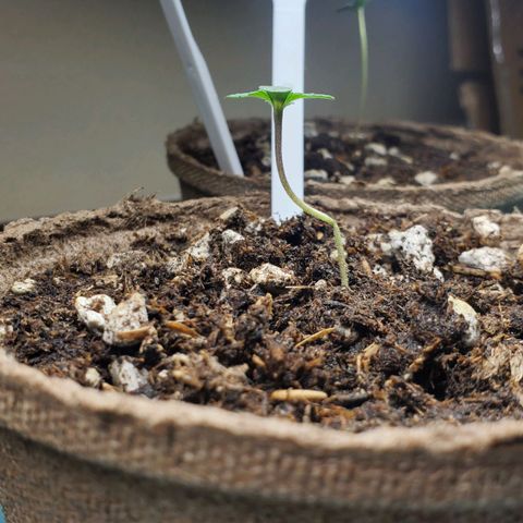 Blackberry (63 day) Auto (Not Topped) growlog timeline photo