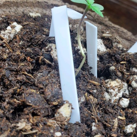 Blackberry (63 day) Auto (Not Topped) growlog timeline photo