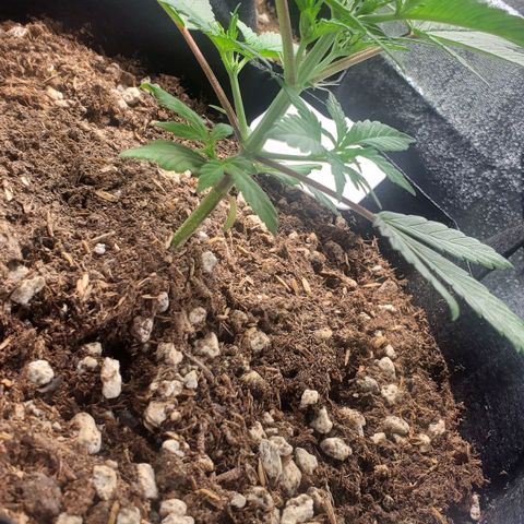 Blackberry (63 day) Auto (Not Topped) growlog timeline photo