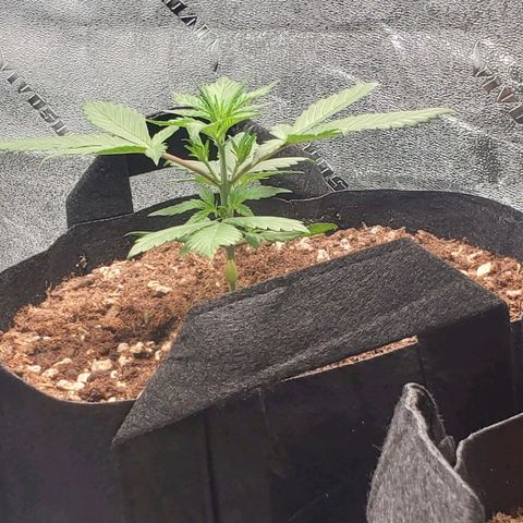 Blackberry (63 day) Auto (Not Topped) growlog timeline photo