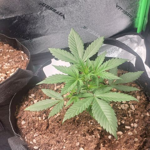 Blackberry (63 day) Auto (Not Topped) growlog timeline photo