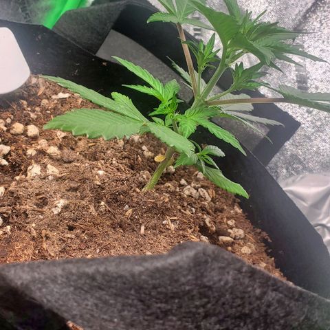 Blackberry (63 day) Auto (Not Topped) growlog timeline photo