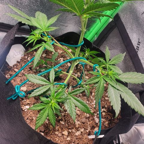 Blackberry (63 day) Auto (Not Topped) growlog timeline photo