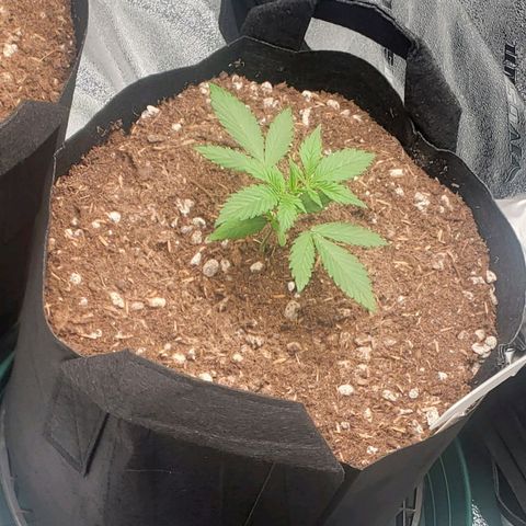 Blackberry (63 day) Auto (Not Topped) growlog timeline photo