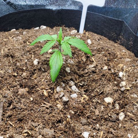 Blackberry (63 day) Auto (Not Topped) growlog timeline photo