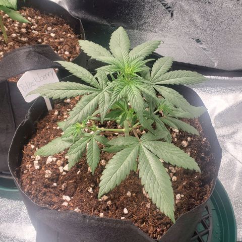 Blackberry (63 day) Auto (Not Topped) growlog timeline photo