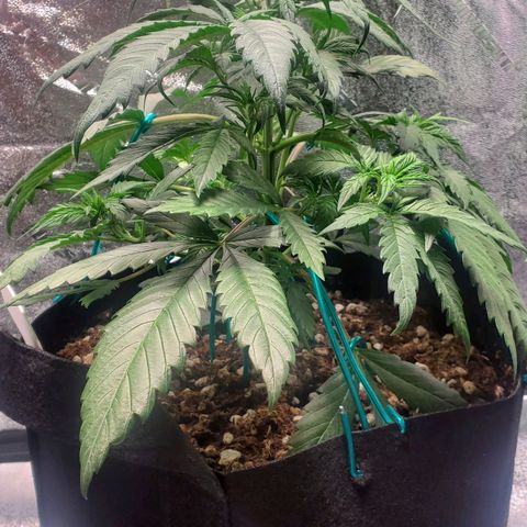 Blackberry (63 day) Auto (Not Topped) growlog timeline photo