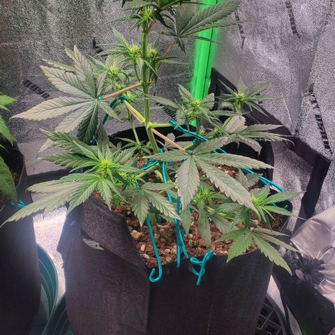 Blackberry (63 day) Auto (Not Topped) growlog timeline photo