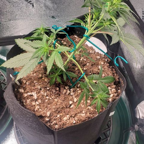 Blackberry (63 day) Auto (Not Topped) growlog timeline photo