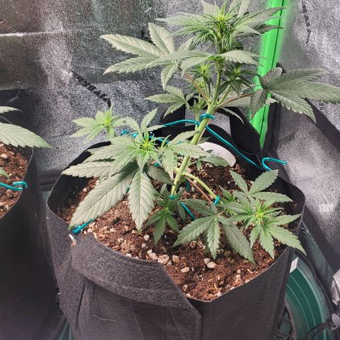 Blackberry (63 day) Auto (Not Topped) growlog timeline photo