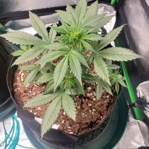 Blackberry (63 day) Auto (Not Topped) growlog timeline photo