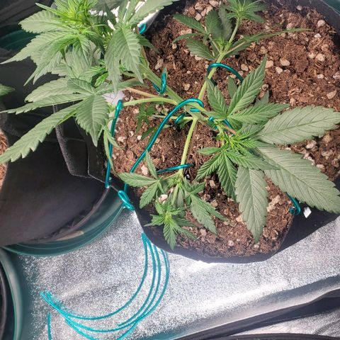 Blackberry (63 day) Auto (Not Topped) growlog timeline photo