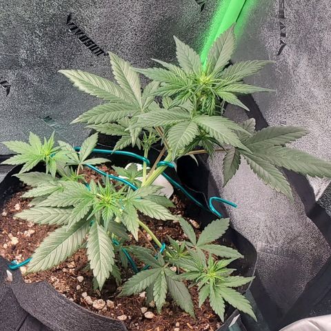 Blackberry (63 day) Auto (Not Topped) growlog timeline photo
