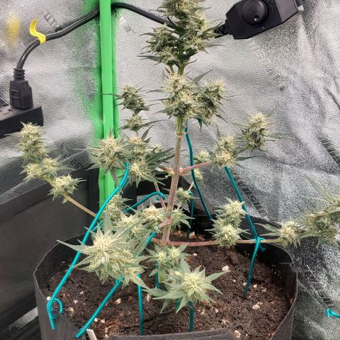 Blackberry (63 day) Auto (Not Topped) growlog timeline photo