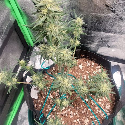 Blackberry (63 day) Auto (Not Topped) growlog timeline photo