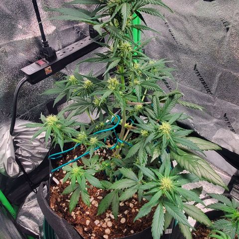 Blackberry (63 day) Auto (Not Topped) growlog timeline photo