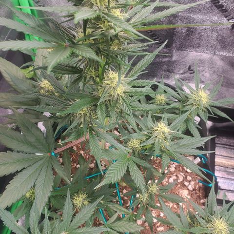Blackberry (63 day) Auto (Not Topped) growlog timeline photo