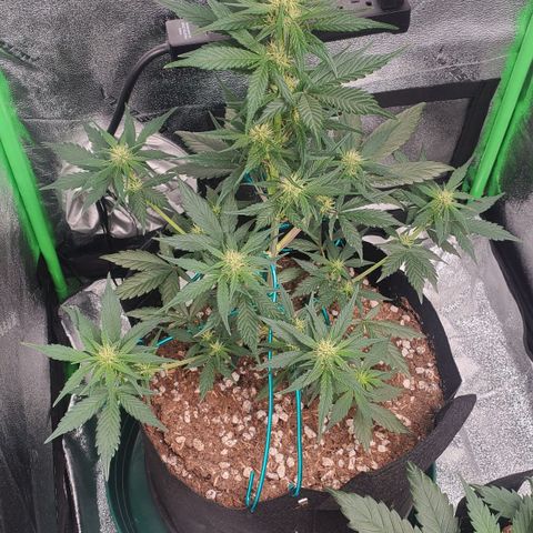 Blackberry (63 day) Auto (Not Topped) growlog timeline photo