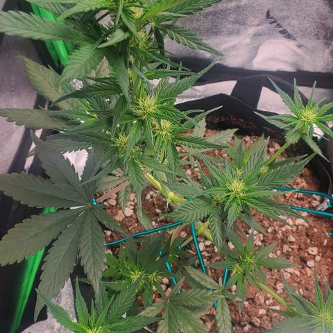 Blackberry (63 day) Auto (Not Topped) growlog timeline photo