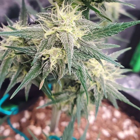 Blackberry (63 day) Auto (Not Topped) growlog timeline photo