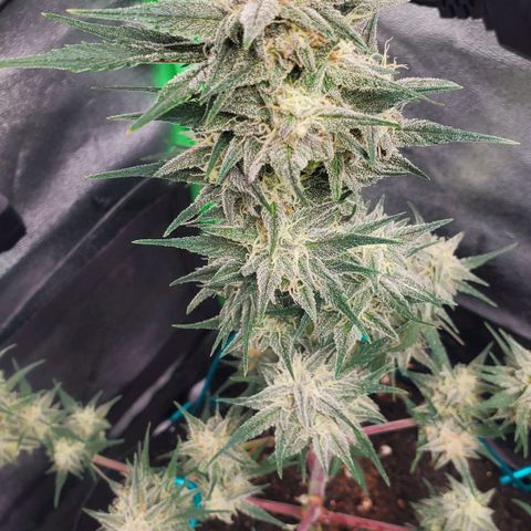 Blackberry (63 day) Auto (Not Topped) growlog timeline photo