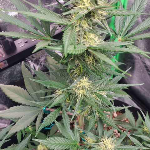 Blackberry (63 day) Auto (Not Topped) growlog timeline photo
