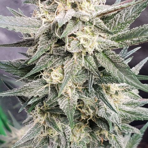 Blackberry (63 day) Auto (Not Topped) growlog timeline photo