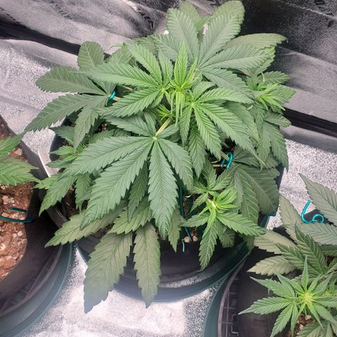 El Diablo growlog photo