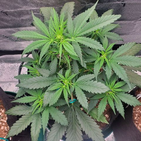 El Diablo growlog photo