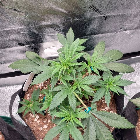 El Diablo growlog photo: Big fan leaves on this strain 